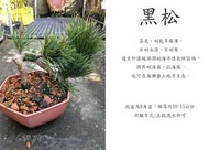 心栽花坊-黑松/6角盆/造型樹/素材/松杉柏檜/桌上型盆栽/綠化植物/售價600特價500