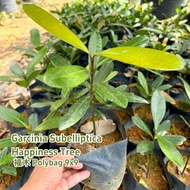 TKL - Outdoor Garcinia Subelliptica Happiness Tree (Polybag 12x12 - 50cm) 室外福木幸福树 (Polybag 12x12 - 5
