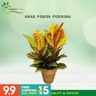 【GW】Pokok Bunga Puding Hidup Variegated Crotons Hiasan Rumah/Living Room/Indoor/Outdoor (Random)