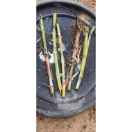 keratan benih napier gajah dwarf 1 jengkal