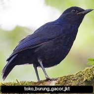burung ciung batu pilihan