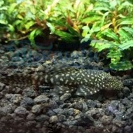 Beauty brushmouth black pleco Broom Broom