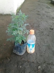Tanaman Herbal Daun Inggu