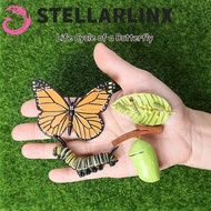 STELLARLINX Growth Cycle Model Kids Toy For Kid Butterfly Growth Cycle Teaching Material Chicken Spi