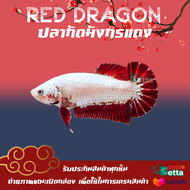 ปลากัดมังกรแดง เพศเมีย 1 ตัว 7/11 Betta Farm