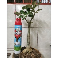 Adenium Live Plants / Kemboja Somalense Grafting