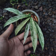 rhaphidophora megasperma varigata mootled rare (real pict)