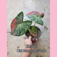 keladi cat tumpah Sabah