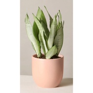 Moonshine Anak Pokok Lidah Jin / Anak Pokok Lidah Mertua / Real Live Sansevieria Plant  / Snake Plan