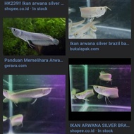 ikan hias arwana silver brazil baby