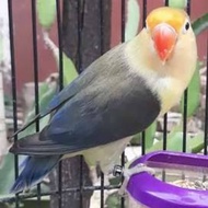 Burung Lovebird PB Ewing Vio
