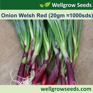 Onion Welsh Red (20gm ≈1000sds) 红根葱 Bawang Merah Welsh Vegetable Seeds Wellgrow Seeds