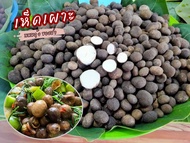 🍄เห็ดเผาะหนัง🍄อ่อน90% เห็ดป่าแท้ธรรมชาติ ต้มสุกแล้วพร้อมนำไปประกอบอาหาร รับประกันสินค้า