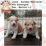 SALE TERBARU!!! GOLDEN RETRIEVER MIX SAMOYED ANAK ANJING GOLDEN