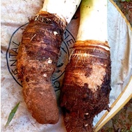 Thailand Yam/Keladi Thailand (1kg+-)