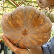 10 Seeds Squash Seeds pumpkin seeds Squash Seeds Kalabasa Seeds Squash Good quality