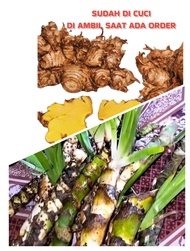 BENGLE / BANGLAI / PANGLAI / DELINGO / JERINGAU SEGAR (PAKET HEMAT)