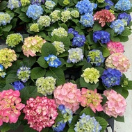 TANAMAN HIAS BUNGA HORTENSIA HIDUP TANAMAN HIDUP BUNGA BORONDONG BUNGA BESAR TANAMAN HIDUP BUNGA HYD