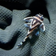 PLECO HIAS SULTAN L81 L333 DLL MANTAP
