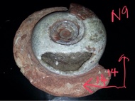 GIANT AMMONITE FOSSIL Seashell fossils Prehistoric Antique Collection