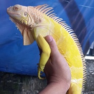 iguana albino jantan 115cm up mulus