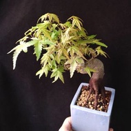 金黃葉色) 日本雞爪槭楓樹  原生 老樁八方根 盆景 連 花盆 plant  Bonsai 植物 盆栽 Japanese  maple tree 楓葉 楓樹 紅楓【實拍。只此一盆】