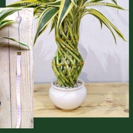 ☪ VARIEGATA LUCKY BAMBOO GUCI-STYLE BAMBOO/ LUCKY BAMBOO/ ✸