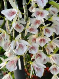 原生蘭花Den. polyanthum "血絲" 白貝殼石斛 ( 罕見~血絲唇瓣+開透枝~大叢)珍藏品
