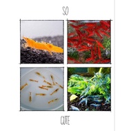 Bright package aquarium accessories40ebonus10e