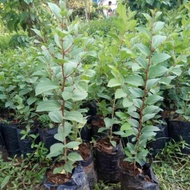 Bibit Bidara Arab Pohon Bidara Daun Bidara Untuk Ruqyah