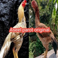 telur ayam Bangkok aseel parot asli