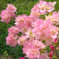 Keratan Cutting Bunga Kertas Bougainvillea Cherry Blossom Mahara Sanggul Fatimah Aiskrim Ice Cream