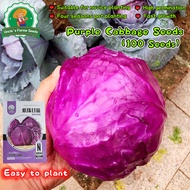 100seeds High Yield Purple Cabbage Seeds for Planting Vegetables Plants Brassica Oleracea Seeds Bons