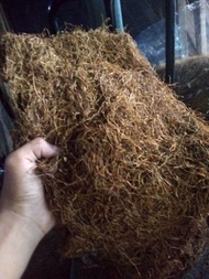 Daun Talas Beneng 1 Kg Grade C
