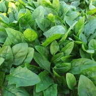 Benih Spinach 50pcs/菠菜种子