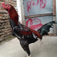 Ayam Pakhoy Blackbull BL 7 Bulan
