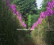 anggrek tanah vanda douglas