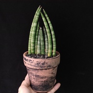 棒葉虎尾蘭  8株 連紅陶花盆 辦公室 植物 盆栽 Sansevieria  snake plant
