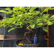 Bonsai Bonsai asem Jawa / asam jawa