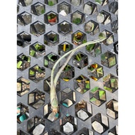 Augustfame -Tillandsia Pseudobaileyi 大天堂 空气凤梨 succulent