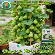 High Yield Chayote Seeds for Planting Vegetables（25pcs/pack）Sayote Vegetables Seeds for Gardening Ch