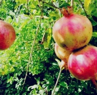 Buah delima Buah delima lokal Buah delima merah Buah delima super seger jumbo Buah delima INFOR Bu