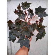 Begonia sp #35010