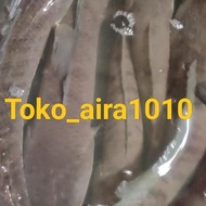 IKAN GABUS JUMBO HIDUP 1 KILOGRAM