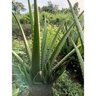 Chuyên cây giống--- chậu Nha Đam Mỹ nặng 5-6kg