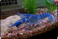 lobster hiasan(Rc blue) 4 ekor 2 inchi