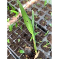 Anak sawit 4 bulan (tray) yangambi ml161 250pokok