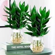 Guanyin Bamboo Lucky Bamboo Hydroponic Plant with Roots Flower Green Plant Pothos Indoor Potted Plan