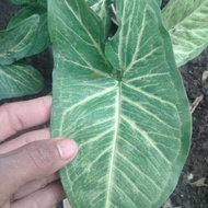 Singonium gren