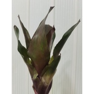 bromeliad neoregelia Hybrid #4